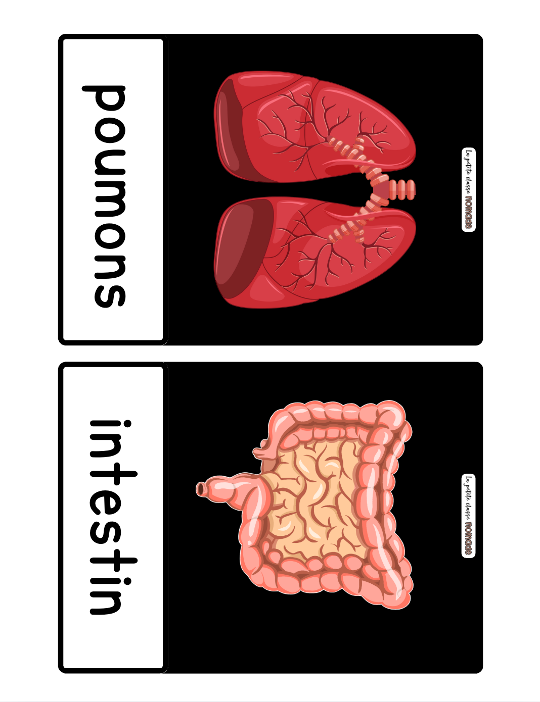 Mots imagés - GRANDS - Santé et corps humain