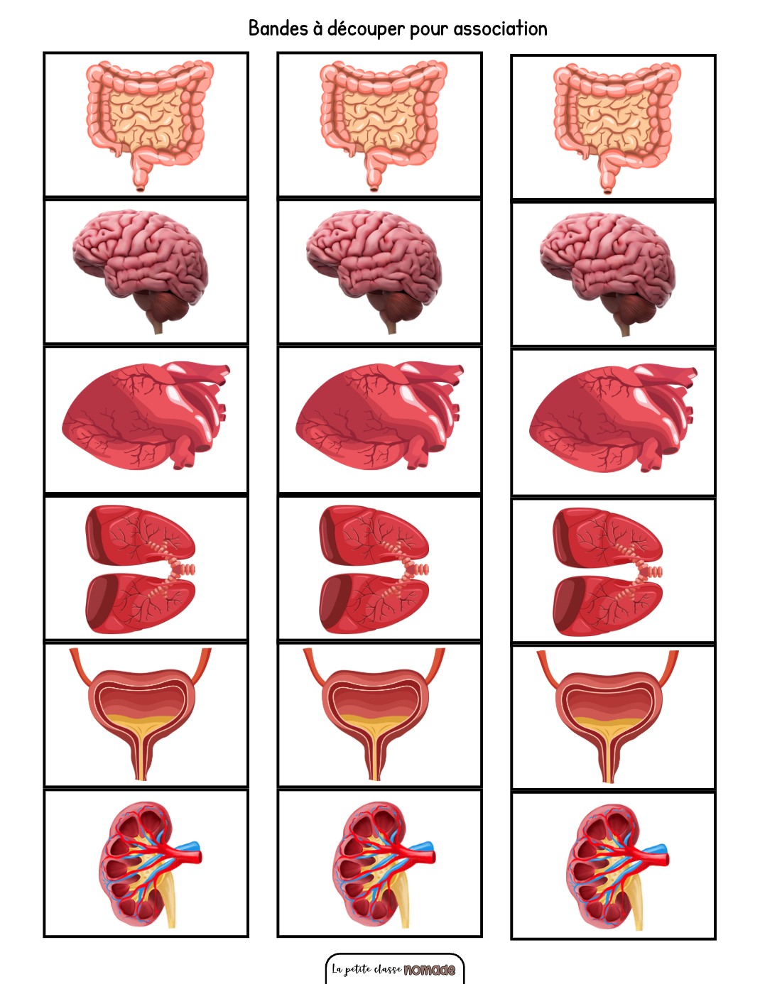 Colle les organes du corps humain