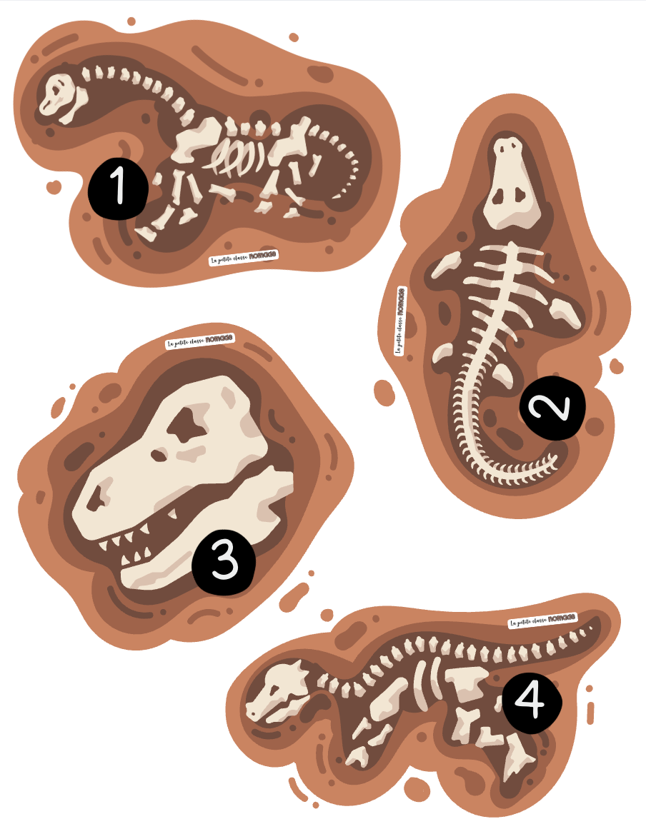 Pattes et fossiles numérotés