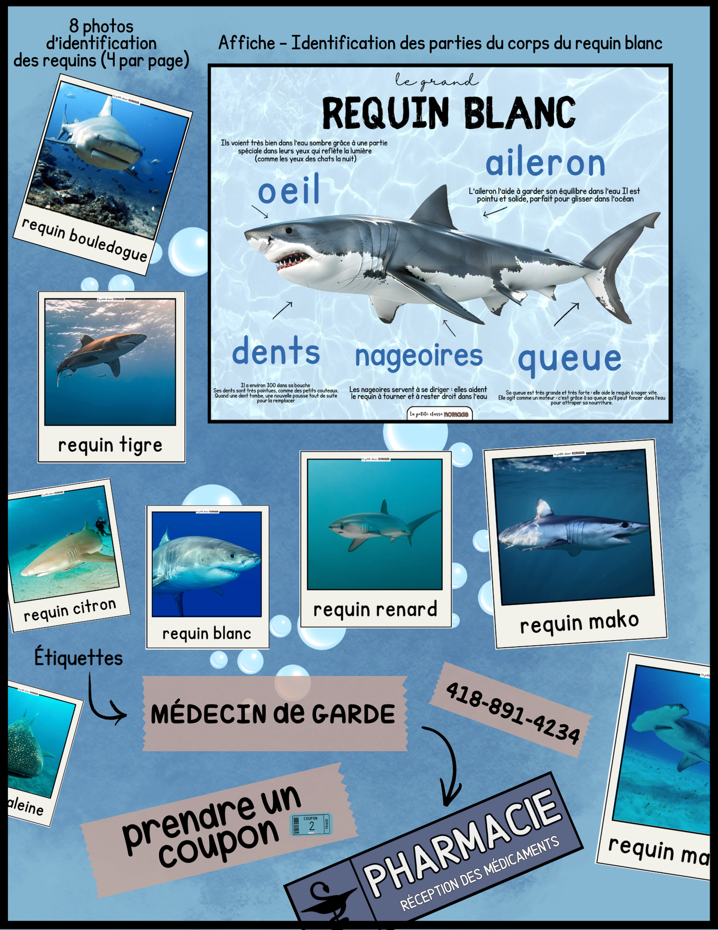 Ensemble - Hôpital de requins et activités/ateliers