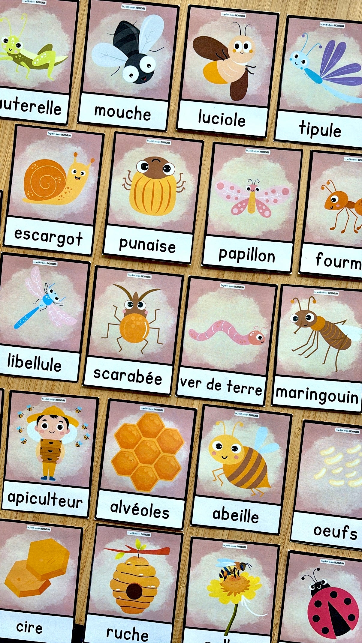 Mots imagés - Insectes