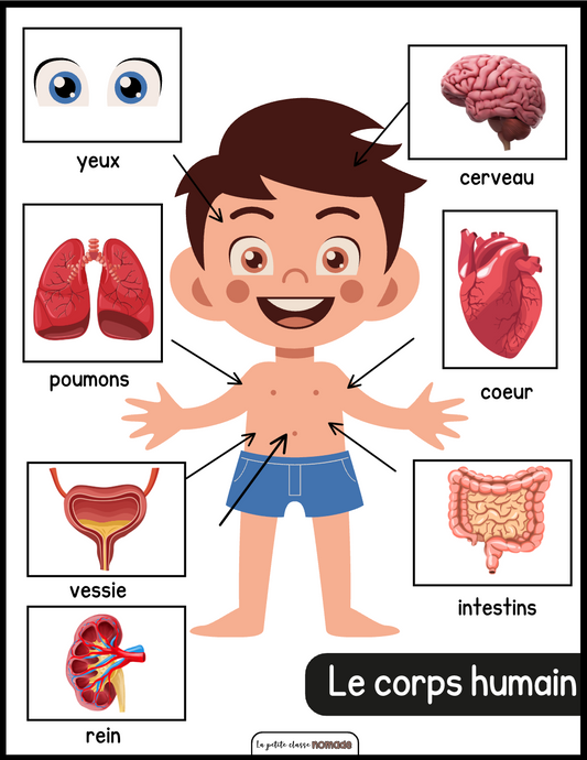 Colle les organes du corps humain