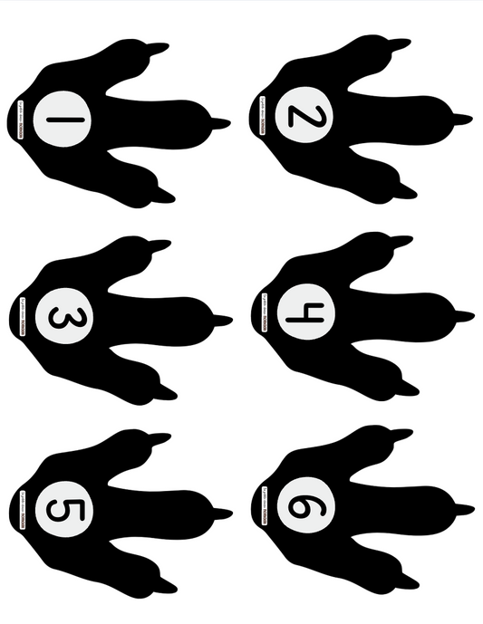 Pattes et fossiles numérotés