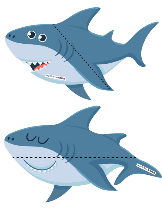 Atelier de mesures - Requins