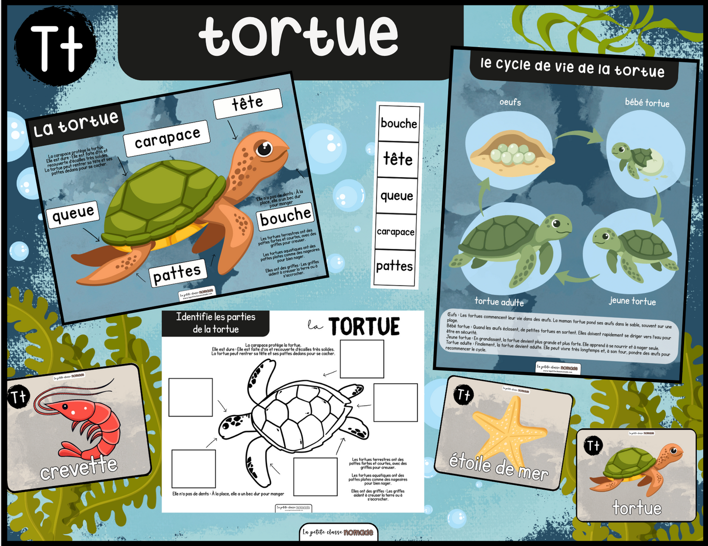 Lettre Tt- Tortue