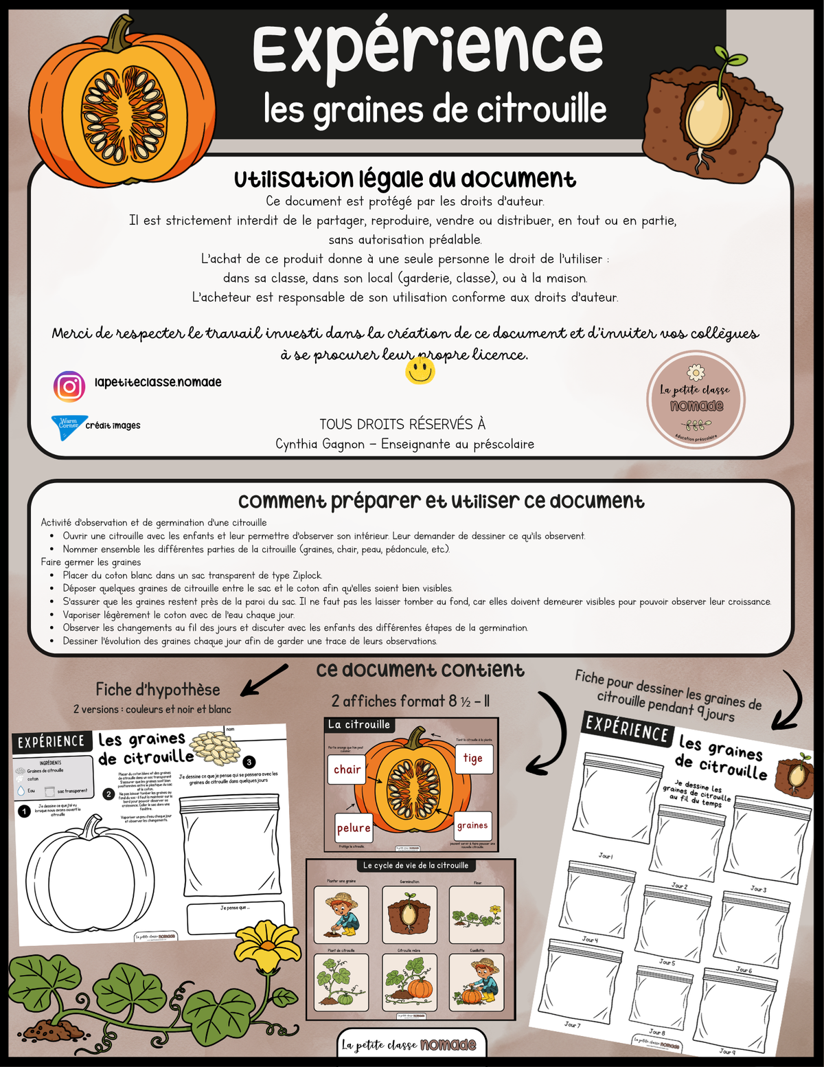 Expérience - Les graines de citrouille